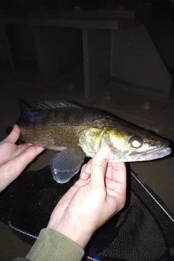 Lion Sports Onyx Dropshot -Reels Winkel 4355 1